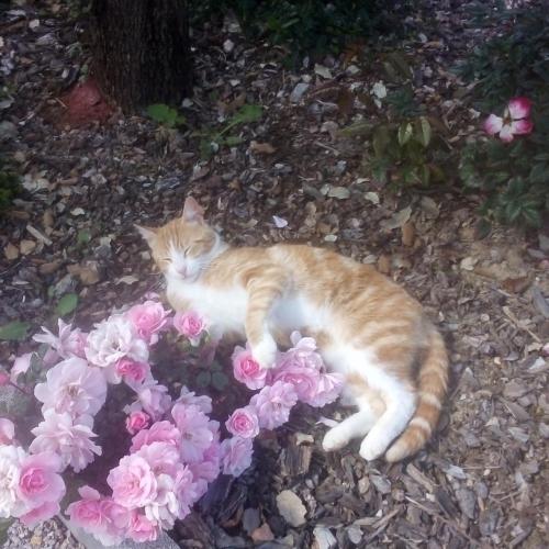 Ginger