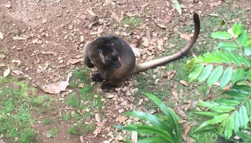 bella the tree kangaroo