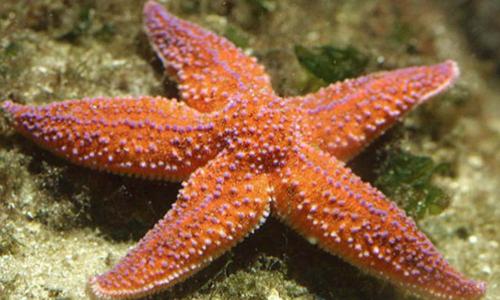 L Etoile De Mer Sete Updated 21 Prices